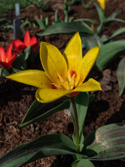 Obraz premium Close-up of a tulip (tulipa) 'Giuseppe Verdi' with golden yellow flower with red flaming on the petals and red blotches on the inside