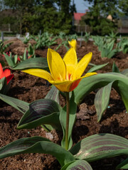 Obraz premium Close-up of a tulip (tulipa) 'Giuseppe Verdi' with golden yellow flower with red flaming on the petals and red blotches on the inside