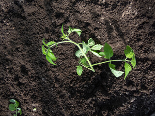 Close-up of green tomato plant seedling growing in a soil in the greenhouse in bright sunlight. Vegetable seedlings. Gardening and germinating seedlings