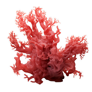 red algae