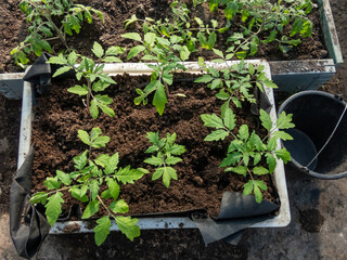 Close-up of green tomato plant seedlings growing in soil in a box in greenhouse in sunlight. Gardening and germinating seedlings