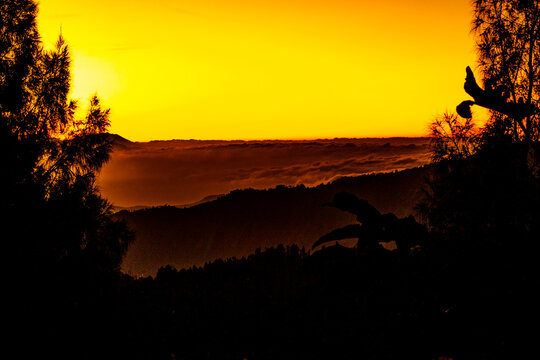 The atmosphere before sunrise on one of the hills near Bromo as seen from among the trees and bushes.