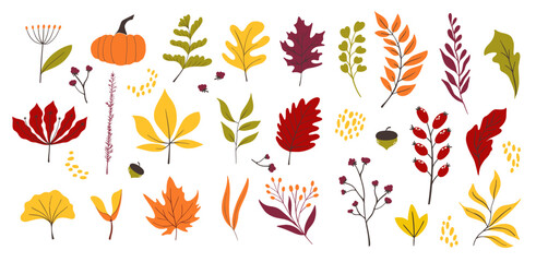 Autumn Leaves Brunches and Decorative Natural Fall Foliage. Vector illustrations of Autumn Plants.