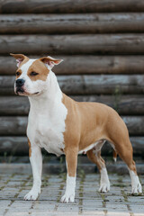 The American Staffordshire Terrier stands on the street