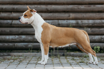 The American Staffordshire Terrier stands on the street