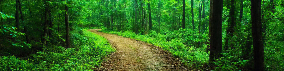 Fototapeta premium Passage: A clear pathway winds between lush green forests, beckoning exploration.