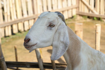Fototapeta premium The Anglo-Nubian is a breed of domestic dairy goat known for its large size, distinctive long ears, and high-quality milk production.