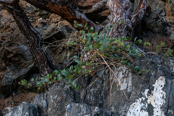 A small bush on the side of a cliff among the stones