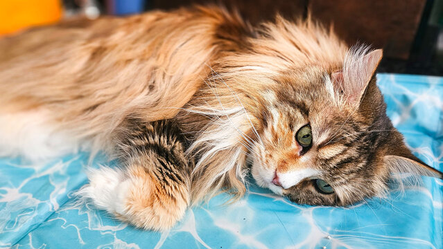 Sch&ouml;nen MaineCoon 