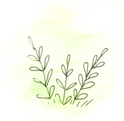 Flowers, plants on a light green background, sketch. Watercolor illustration, hand drawn modern freehand