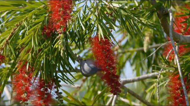 Gray bird eating insects from flower of Weeping Bottlebrush tree 