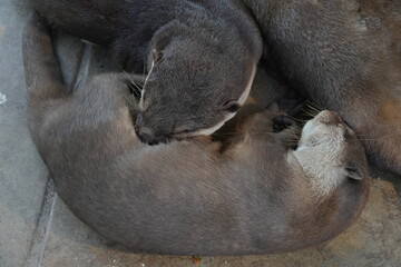 Lutra nippon, commonly known as the Japanese Otter, is a species of otter native to Japan. It is...