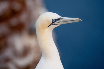 A solitary Northern Gannet perches on the cliffs of Heligoland, captured in stunning detail within a protected bird sanctuary.