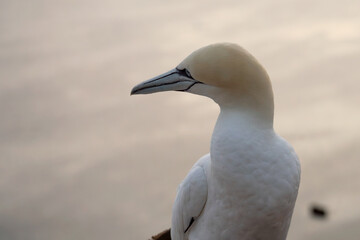 Northern Gannets on Heligoland island feeding their chicks in a large protected sanctuary. This captivating wildlife photograph highlights the strong bond between adult birds and their offspring.