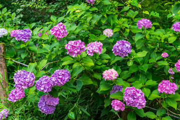 大平山の紫陽花（栃木県栃木市）