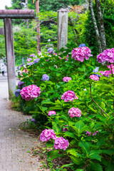大平山の紫陽花（栃木県栃木市）