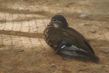 The female Mandarin Duck (Aix galericulata) is a strikingly beautiful bird, though her coloration is more subdued compared to the vibrant plumage of the male. |鴛鴦