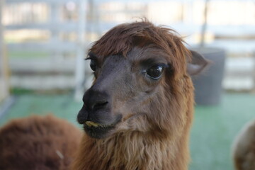Obraz premium The Huacaya alpaca is one of the two primary breeds of alpaca, the other being the Suri alpaca. Huacaya alpacas are prized for their soft, dense, and crimped fleece|羊駝