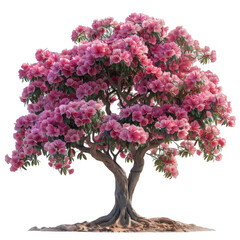 Obraz premium Sakura blooming in spring season isolated on a transparent background for web, banner, wallpaper