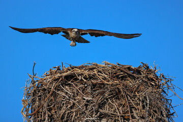 Eastern Osprey (Pandion haliaetus cristatus), a fish-eating bird of prey, taking off from a nest....