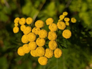 Flowers of Tansy (Tanacetum vulgare)