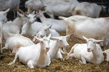 many white goats in barn of dutch farm