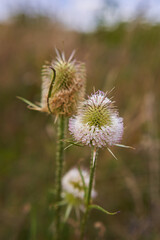 Group of thistle