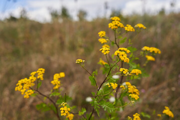 Little yellow flowers in a field