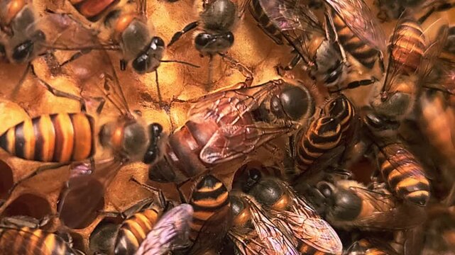 Apis cerana indica the Indian honey bee