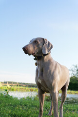 Weimaraner in relaxing in a green garden.