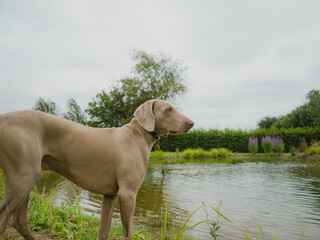 Weimaraner in relaxing in a green garden.