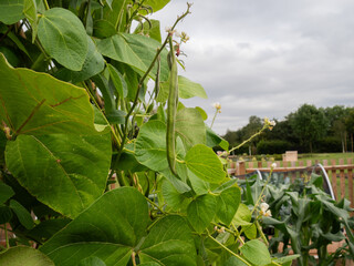 Garden vegetables still attached to the plant. 