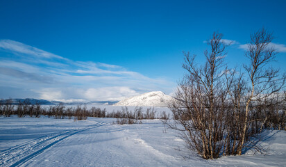 Obraz premium Tranquil winter scene: snow-covered ground, path, leafless tree, Abisko, Sweden