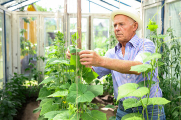 Portrait of man gardener picking harvest of cucumbers in sunny greenhouse