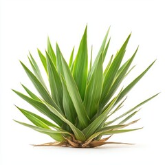 Obraz premium Isolated Yucca Plants on White Background, Perfect for Gardening and Decorative Projects Generative AI