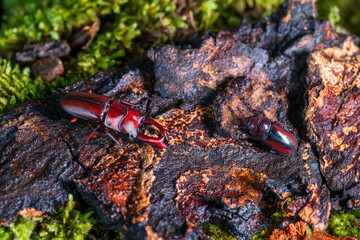 Macrodorcas Pseudaxis. Area collect North Thailand. Small male and female red stag beetles found in northern Thailand.