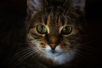 A curious cat lies on the couch in the evening in the dark