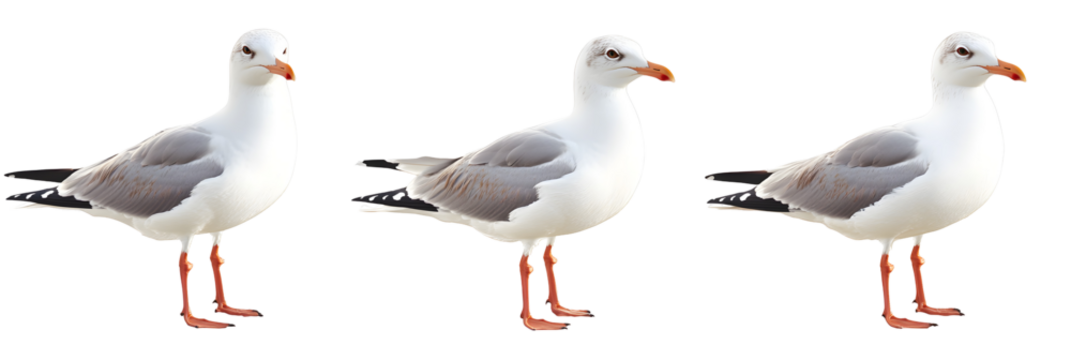 A set of seagulls standing on one leg, on white background