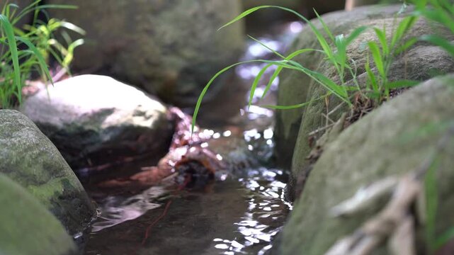 water flowing in the botanical garden with green plants and trees around, calm and relax video to destress