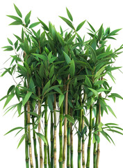 Fototapeta premium Bamboo isolated on a transparent background for web, banner, wallpaper