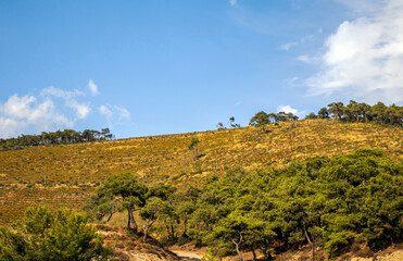panoramic view of  hill and trees in the forest under blue sky