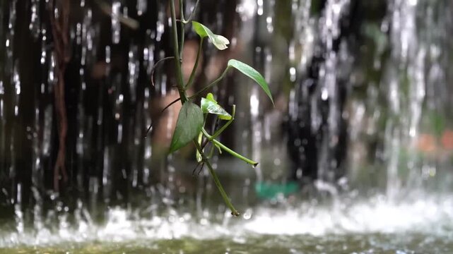 water flowing in the botanical garden with green plants and trees around, calm and relax video to destress