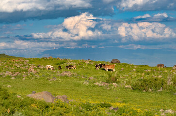 cows grazing on the pastures of Mount Aragats (Aragatsotn province, Armenia)