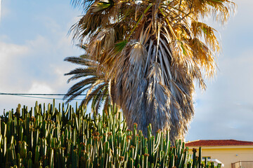 tenerife spain, tenerife, sunset, resort, town, culture, environment, architecture, scenery, colorful, trees, background, detail, canary islands, colors, scrubland, euphorbia, cactus, island, landmark