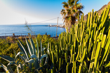 tenerife spain, tenerife, sunset, resort, town, culture, environment, architecture, scenery, colorful, trees, background, detail, canary islands, colors, scrubland, euphorbia, cactus, island, landmark