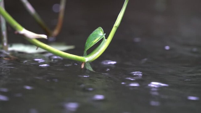 water flowing in the botanical garden with green plants and trees around, calm and relax video to destress