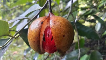 natural half cut of fresh nutmeg on tree