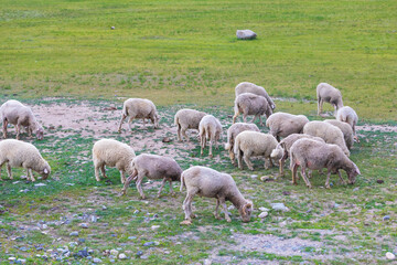 A herd of white shorn sheep grazes on a summer meadow. Livestock farming in the Alai Republic