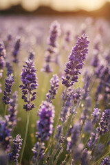 Naklejka premium Field of blooming lavender, beautiful sunset light, soft pastel colors, rows of lavender bushes stretching to horizon