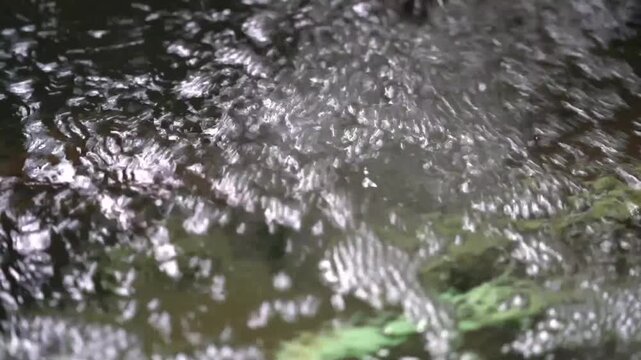 water flowing in the botanical garden with green plants and trees around, calm and relax video to destress